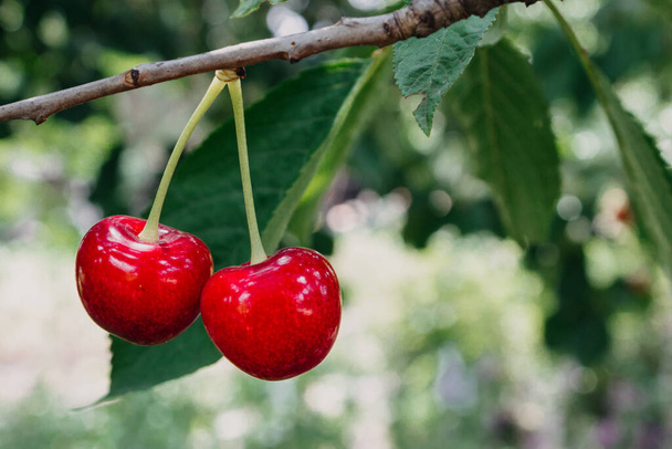 Летние красные фрукты и ягоды. Яркие обои с вишнями. Две спелые красные сладкие вишни крупным планом на дереве в саду летом с размытым фоном листвы
. - Фото, изображение