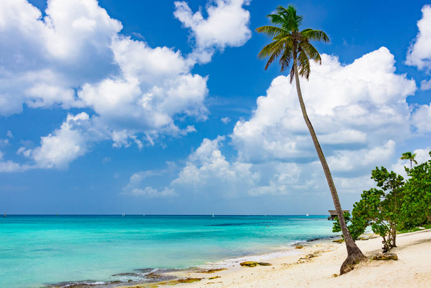 Beautiful tropical landscape of the Atlantic Ocean palm against the skyPalm Ocean Sky - Фото, зображення