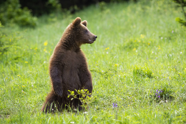 Молодой бурый медведь стоит на задних лапах на лугу летом
. - Фото, изображение