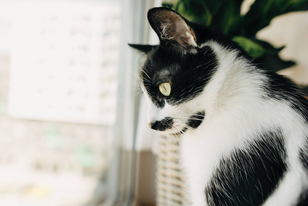 Забавный кот сидит у окна и смотрит на улицу во время коронавирусного карантина. Симпатичный котенок с зелеными глазами, сидящий за уютными подушками и растениями в современной комнате. Оставайся дома.
 - Фото, изображение