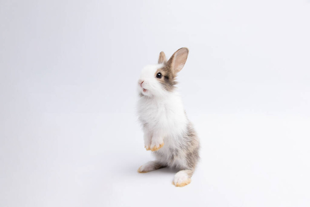 adorable rabbit isolated on studio background - Foto, Imagen