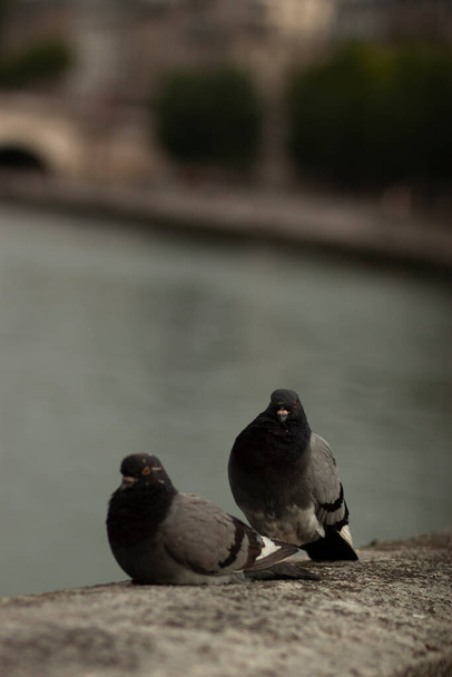 Šedý holub se blíží k samici, jako součást jejich pářícího rituálu. Projevuje známky vlastnictví a ochrany s jistým gestem. - Fotografie, Obrázek