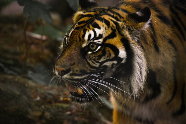 nice tiger in a forest landscape - Foto, Imagen