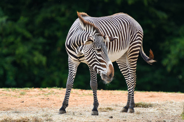 ritratto di una zebra - Foto, immagini