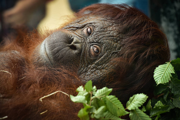 portrait of orangutan in a park - Фото, изображение