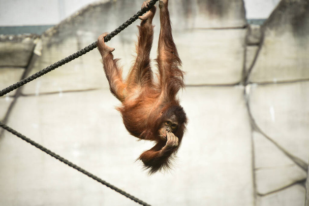 jonge orang-oetan spelen in een park - Foto, afbeelding