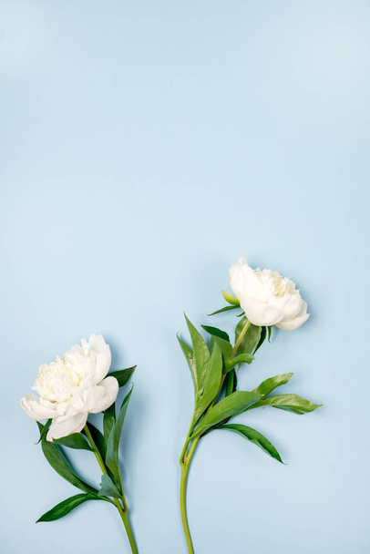 Stunning White and Pink Peonies on Blue Background Summer Flower Background Background Card for Mothers Day or Others Holidays Vertical - Photo, image