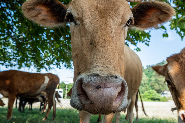 Retrato de una vaca en el pasto. Cabeza de animal de cerca. Las moscas se sientan en sus caras y muerden una vaca. Etiqueta de orejas en vacunas antirrábicas
. - Foto, Imagen