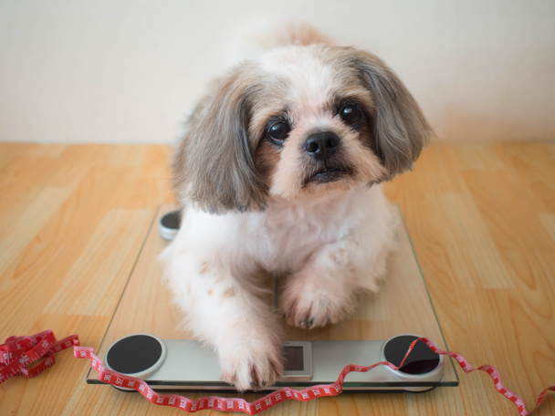 Perro gordo Shih tzu sentado en básculas de peso con cinta métrica roja en casa. Concepto de cuidado de mascotas, problema de obesidad animal y control de la dieta. - Foto, Imagen