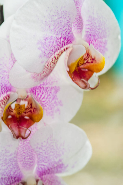 Gyönyörű rózsaszín-fehér foltos orchidea closeup Egyesült Királyság - Fotó, kép