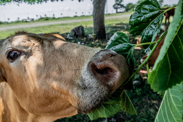 Portrait of a cow in the pasture. Animal head close up. Flies sit on their faces and bite a cow. Ears tag on rabies vaccinations. - Photo, Image