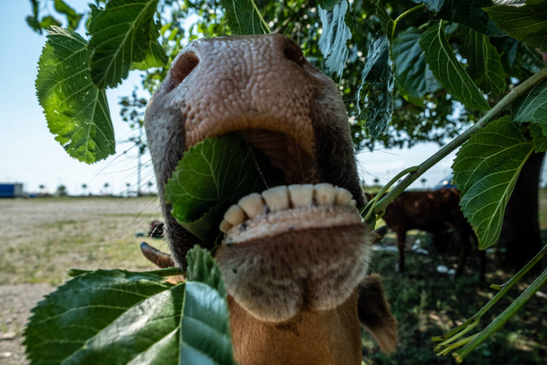 Portrait of a cow in the pasture. Animal head close up. Flies sit on their faces and bite a cow. Ears tag on rabies vaccinations. - Photo, Image