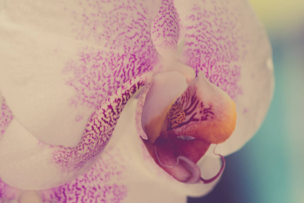 Hermoso rosa y blanco manchado Orquídea primer plano Reino Unido
 - Foto, imagen