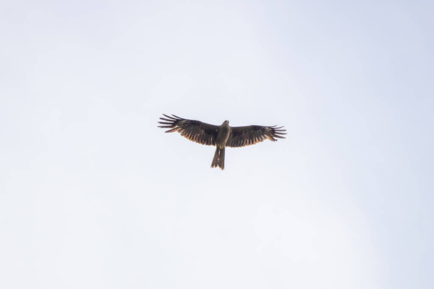 Fekete sárkány repül a kék ég felé - Fotó, kép