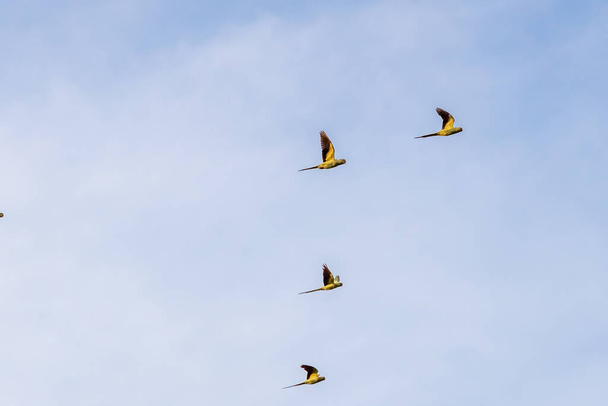 Стая розовокольчатых попугаев летит по синему небу
 - Фото, изображение