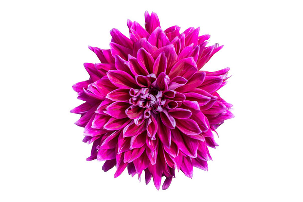 Pink flower with clipping path on isolated white - Photo, Image