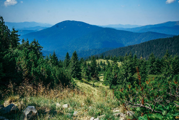 背景に山のある木 - 写真・画像