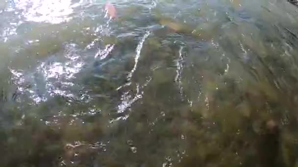 Teljes folyású hegyi folyó a Kárpátok hegységében - Felvétel, videó
