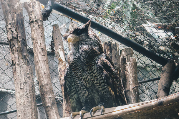 The barred eagle-owl (Bubo sumatranus), also called Beluk jampuk or Malay eagle-owl on the branch - Фото, зображення