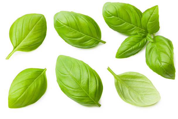 basil leaves isolated on a white background. top view - Foto, immagini