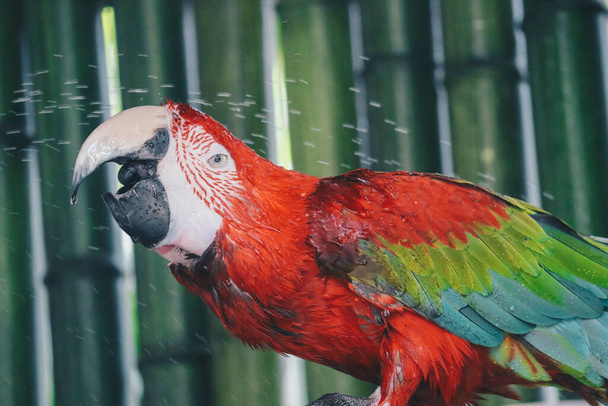 Scarlet Macaw parrot (Ara macao) take shower with water splash - Φωτογραφία, εικόνα