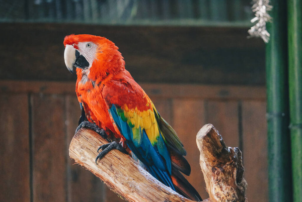 Scarlet Macaw parrot (Ara macao) take shower with water splash - Foto, immagini