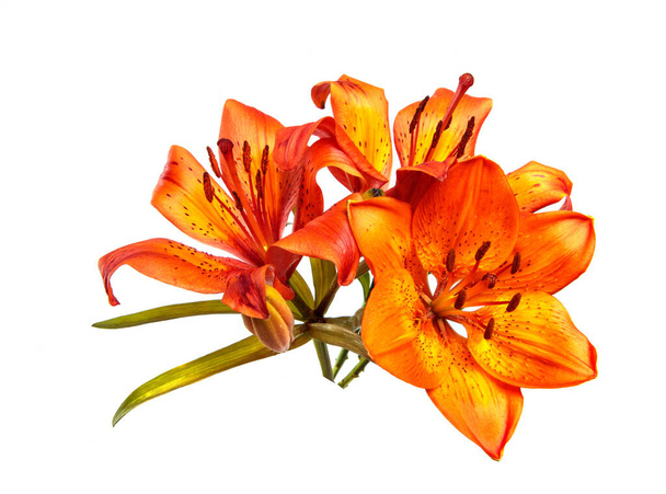 Bouquet of flowers lily isolated on a white background. Buds of an orange lily flower close up, isolate. Floristics - Foto, Bild