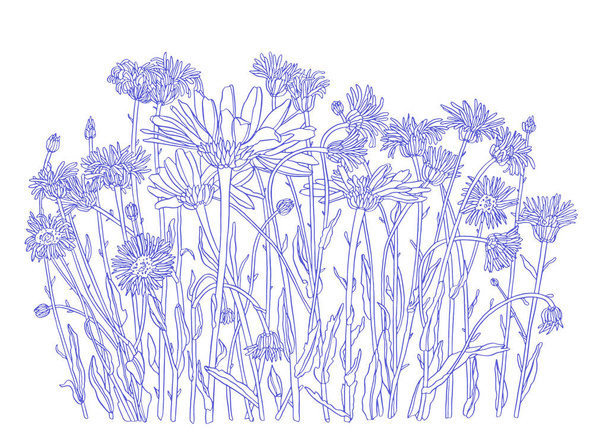 Daisy blue flower drawing. hand drawn engraved floral set. Chamomile black ink sketch. Wild botanical garden bloom. - Foto, imagen