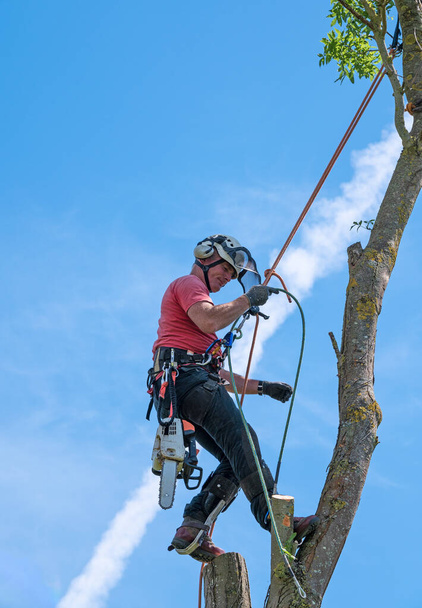 Χειρουργός Δέντρου ή Arborist ρυθμίζοντας τα σχοινιά ασφαλείας κοντά στην κορυφή ενός δέντρου. - Φωτογραφία, εικόνα