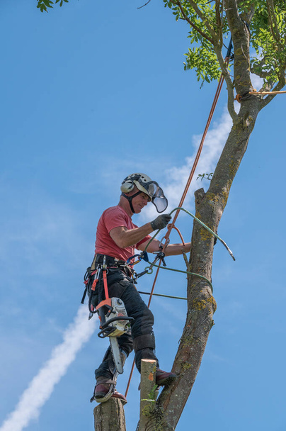 Un Cirujano de Árboles o Arborista envolviendo su cuerda de seguridad alrededor de un árbol
. - Foto, Imagen