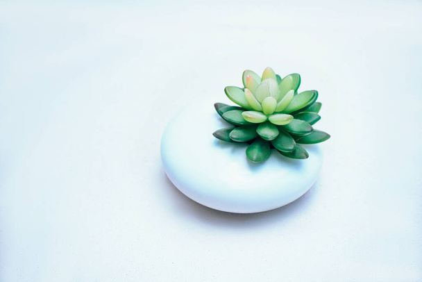 Cactus sappig in witte pot op witte achtergrond - Foto, afbeelding