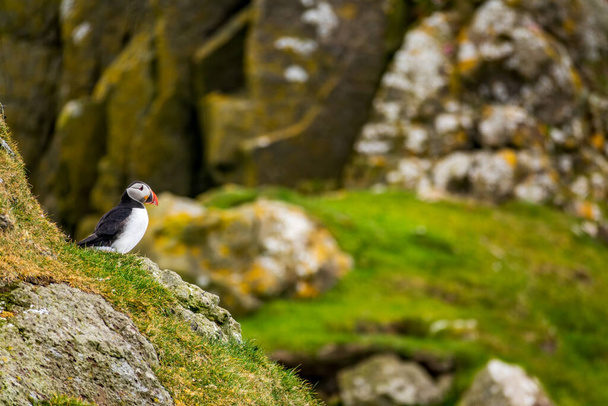 Isolated puffin over the rocks with text space - Фото, зображення