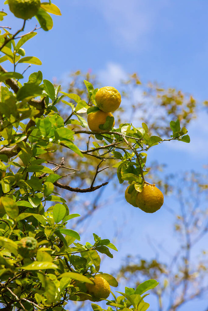 Costa Rica limoni sull'albero in una giornata di sole - Foto, immagini