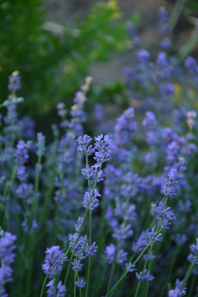 Lavender flower field, Blooming Violet fragrant lavender flowers. Growing Lavender swaying on wind over sunset sky, harvest, perfume ingredient, aromatherapy. Lavender field, Perfume ingredient - Foto, Imagem