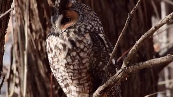 Long-eared Owl Coughing up a Pellet - Footage, Video