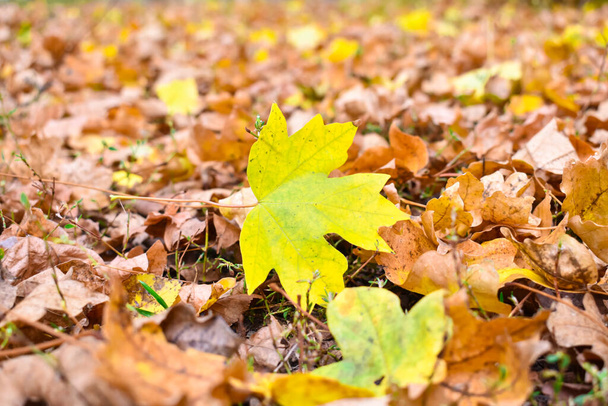 Барвистий жовтий осінній лист лежить на осінньому листі. Осінній фон Жовте осіннє листя
. - Фото, зображення