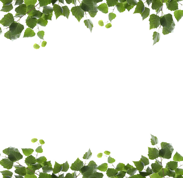 Frame of birch branches with green leaves isolated on white - Φωτογραφία, εικόνα