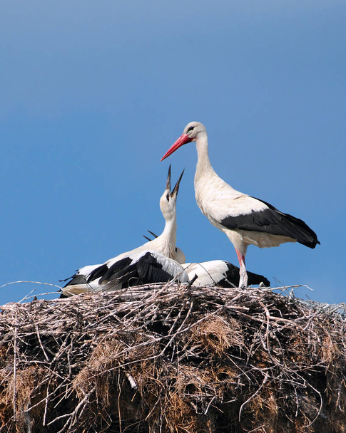 Ooievaar voedt baby vogels in het nest tegen de achtergrond van de lucht - Foto, afbeelding