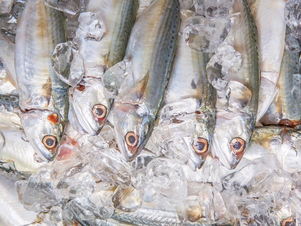 Short-bodied Mackerel Fish - Photo, Image