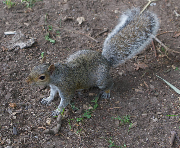 Gros plan de l'écureuil gris commun debout sur un terrain accidenté - Photo, image