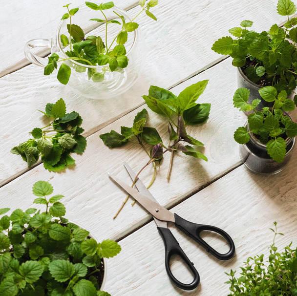 Homemade herbs in pots and glass jars (basil, mint, lemon balm) on a wooden background - Photo, image
