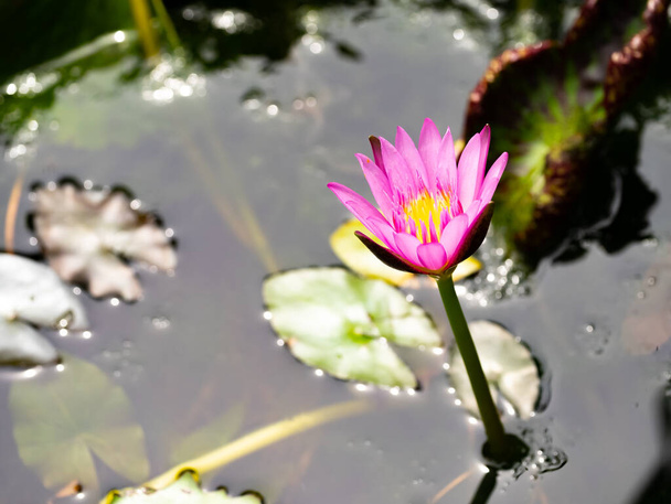 Purple Water Lily, Lotus flower blossom , close u - Photo, Image