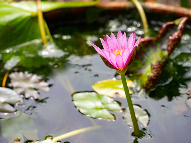 Purple Water Lily, Lotus flower blossom , close u - Foto, afbeelding