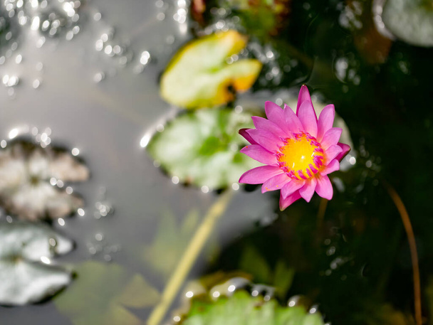 Пурпурна вода Лілі, квітка лотоса, близько - Фото, зображення