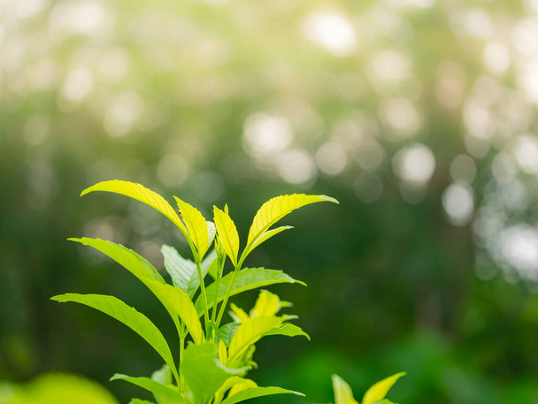 Close up nature green leaves and bokeh background  with copy space. natural green plants landscape, ecology, fresh wallpaper concept. - Photo, Image