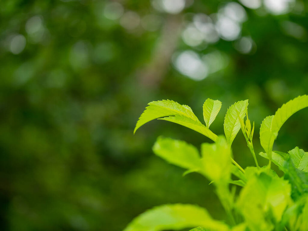 Nahaufnahme Natur grüne Blätter und Bokeh Hintergrund mit Kopierraum. natürliche grüne Pflanzen Landschaft, Ökologie, frisches Tapetenkonzept. - Foto, Bild