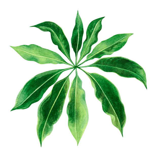 Watercolor painting green leaves,palm leaf isolated on white background.Watercolor hand painted illustration tropical,aloha exotic leaf for wallpaper vintage Hawaii style pattern.clipping path. - Photo, Image