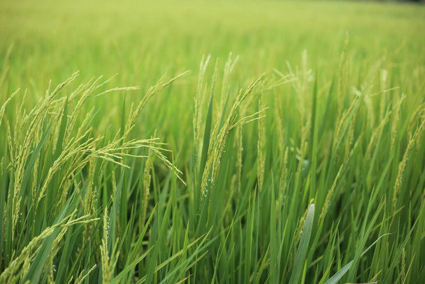 Campos de arroz em Rayong na Tailândia
 - Foto, Imagem