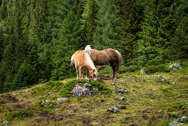 Haflinger Mountain Horse, breed of horse developed in Austria - Fotó, kép