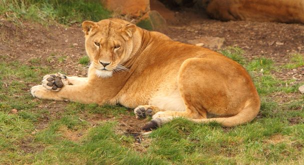 A female Lion - Photo, Image